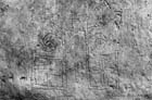 35 (1966) tab. XXIII fig. 41