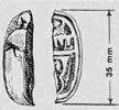 40 (1971) tab. XLVIII fig. 67