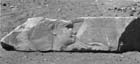 45 (1976) tab. XXV fig. 15