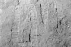 60 (1991) tab. XXXVI fig. 13