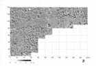72 (2003) tab. XI fig. 11